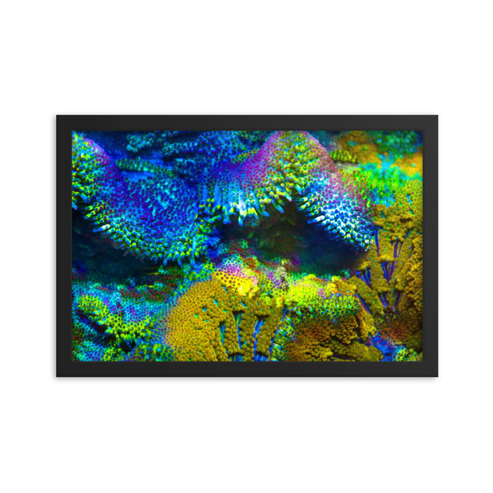 Shades Of Madness - Framed Fine Art Print - Coral Reef Photography Art