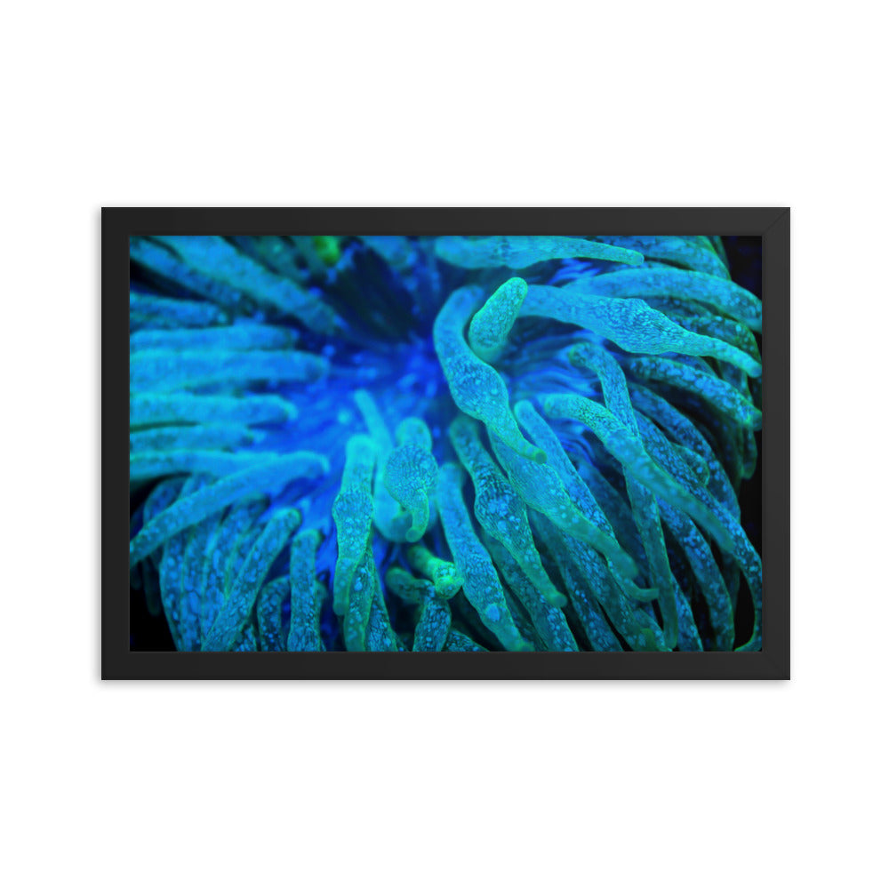 Acid Locs  - Framed Fine Art Print - Coral Reef Photography Art