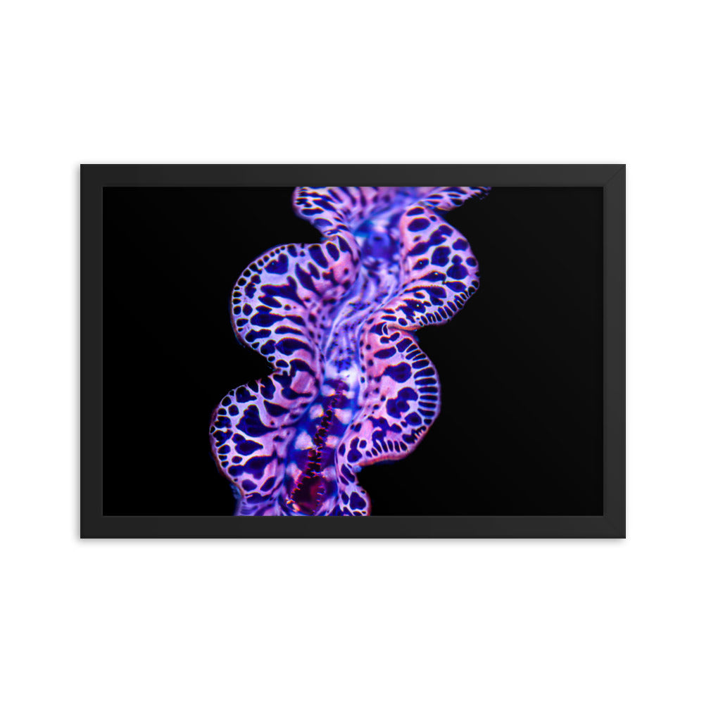 Plasma Portal - Framed Fine Art Print - Coral Reef Photography Art