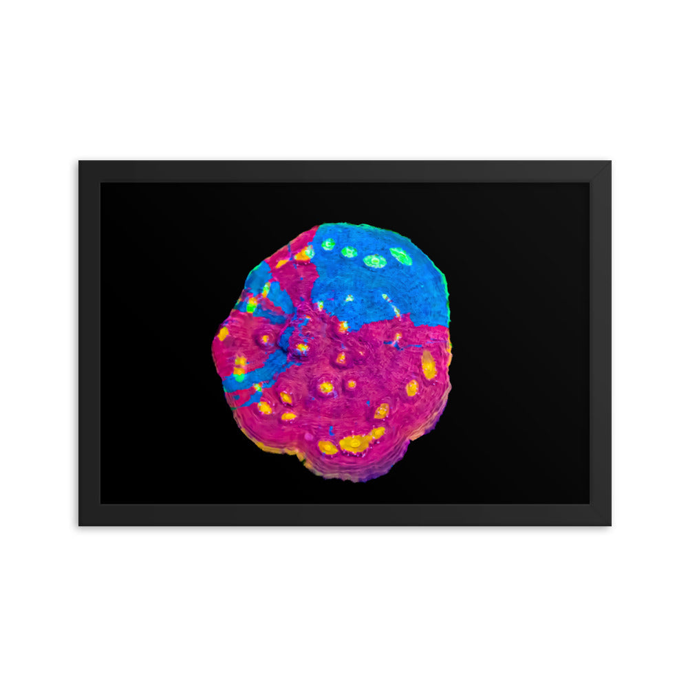 Waxberry - Framed Fine Art Print - Coral Reef Photography Art
