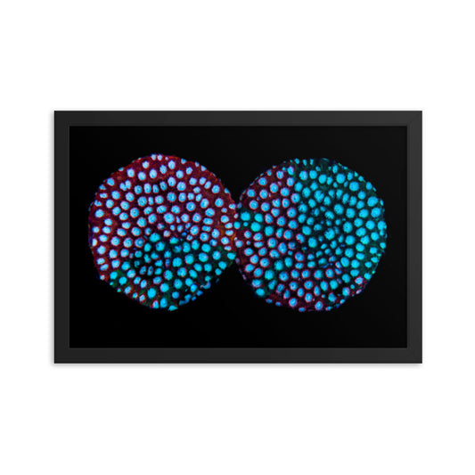 Hypnosis  - Framed Fine Art Print - Coral Reef Photography Art