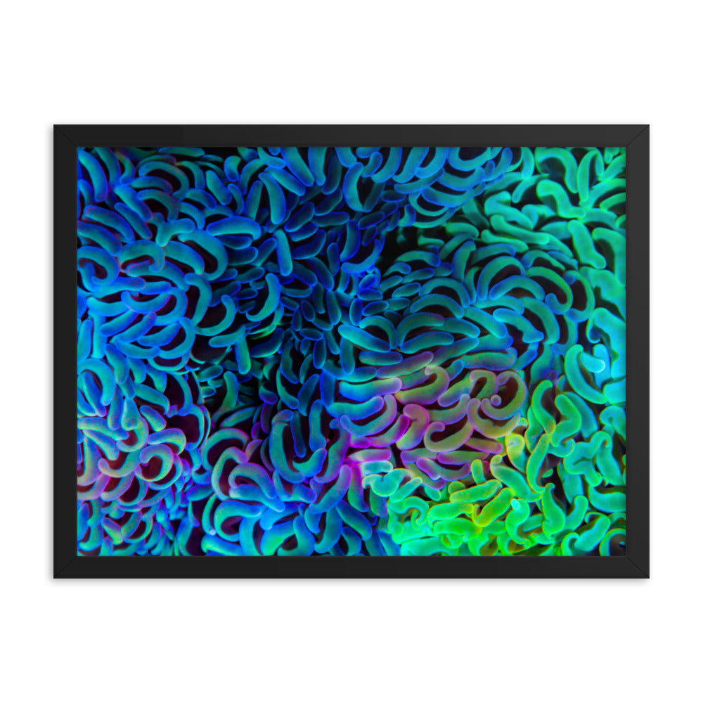 Aurora - Framed Fine Art Print - Coral Reef Photography Art
