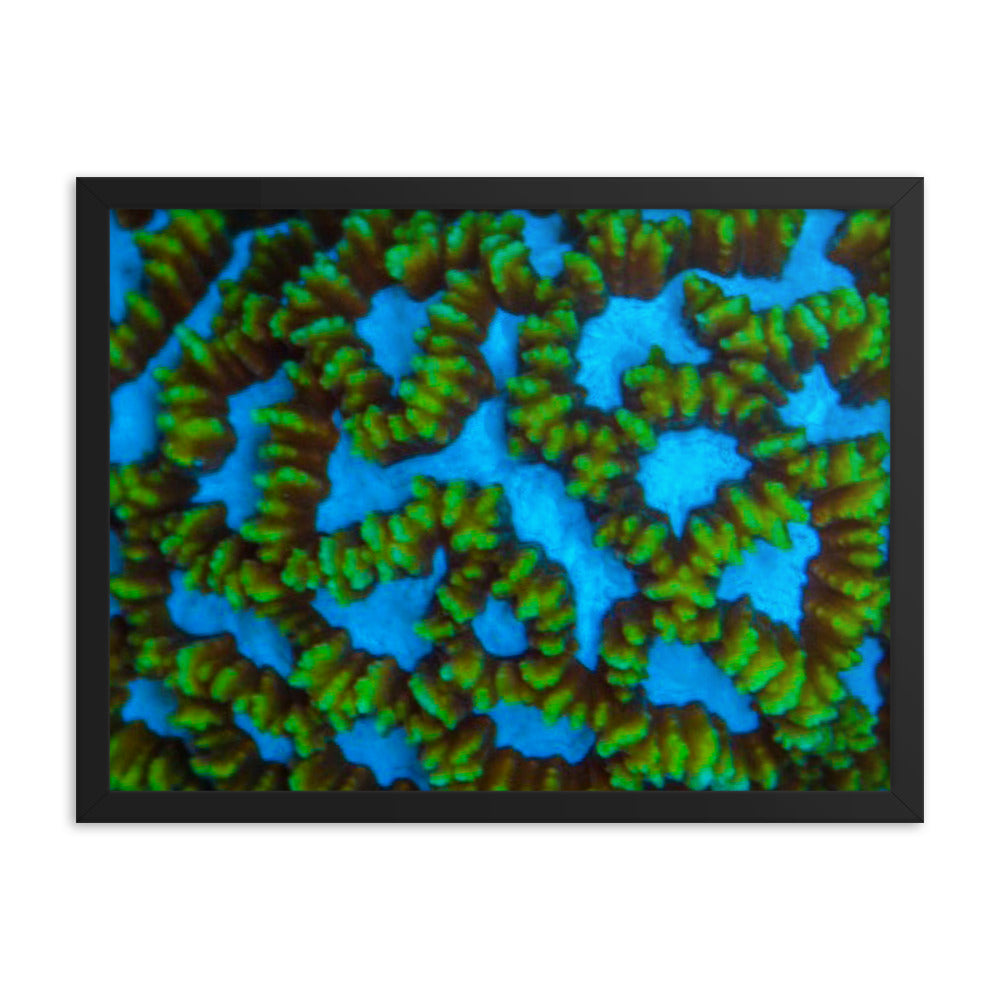 Blue Domino - Framed Fine Art Print - Coral Reef Photography Art