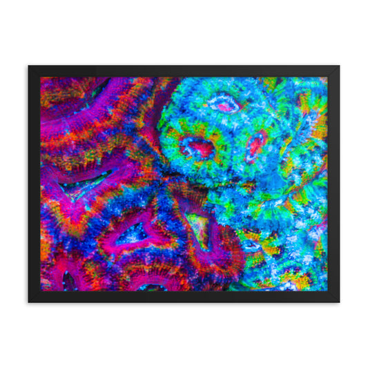 DreamWeaver  - Framed Fine Art Print - Coral Reef Photography Art