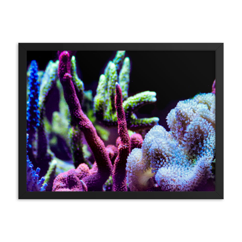 Fairy Garden  - Framed Fine Art Print - Coral Reef Photography Art