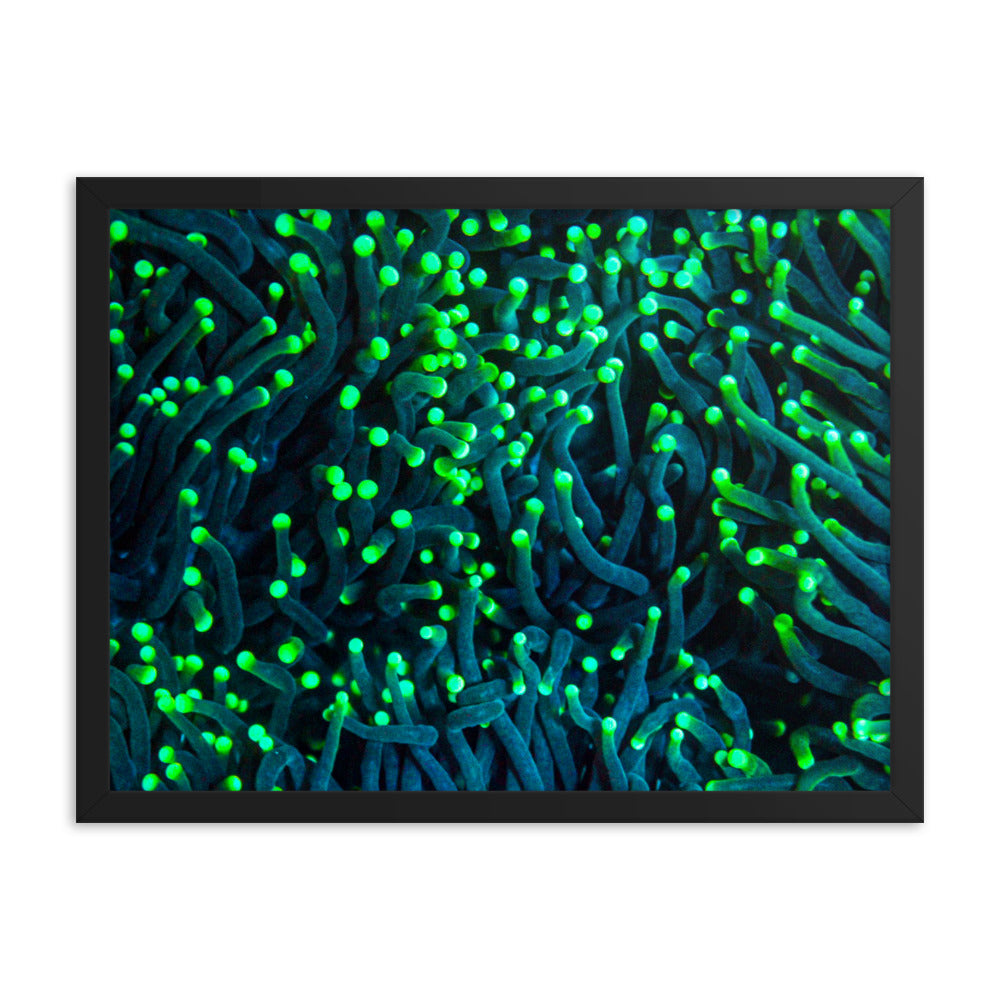 Firefly Rockets  - Framed Fine Art Print - Coral Reef Photography Art
