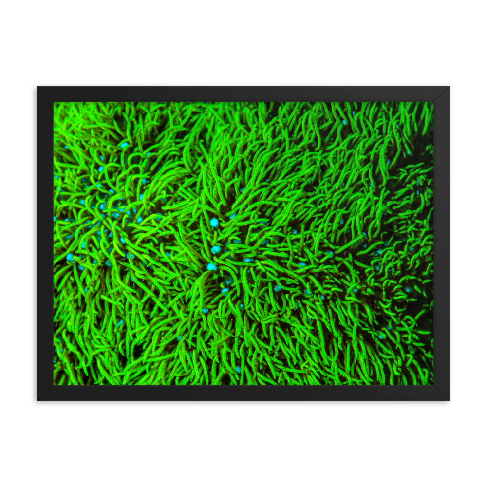 Greener Pastures  - Framed Fine Art Print - Coral Reef Photography Art