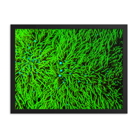 Greener Pastures  - Framed Fine Art Print - Coral Reef Photography Art