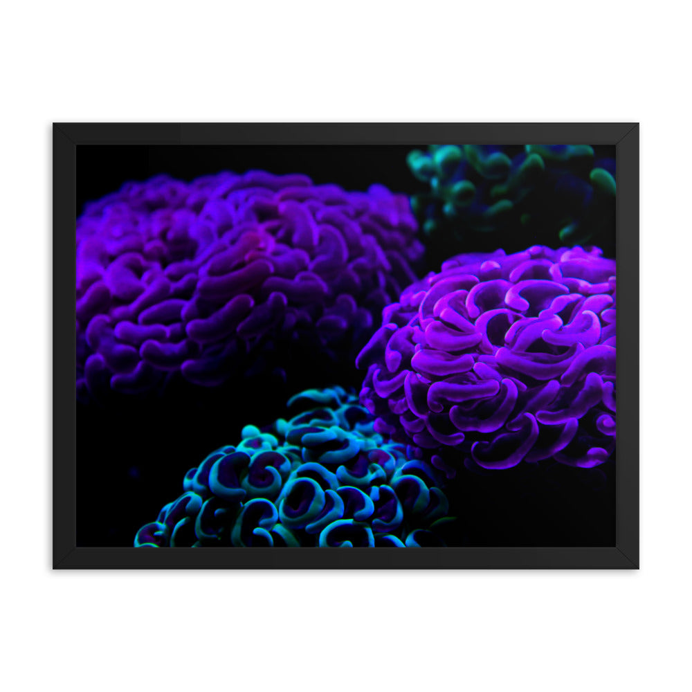 Joanna  - Framed Fine Art Print - Coral Reef Photography Art