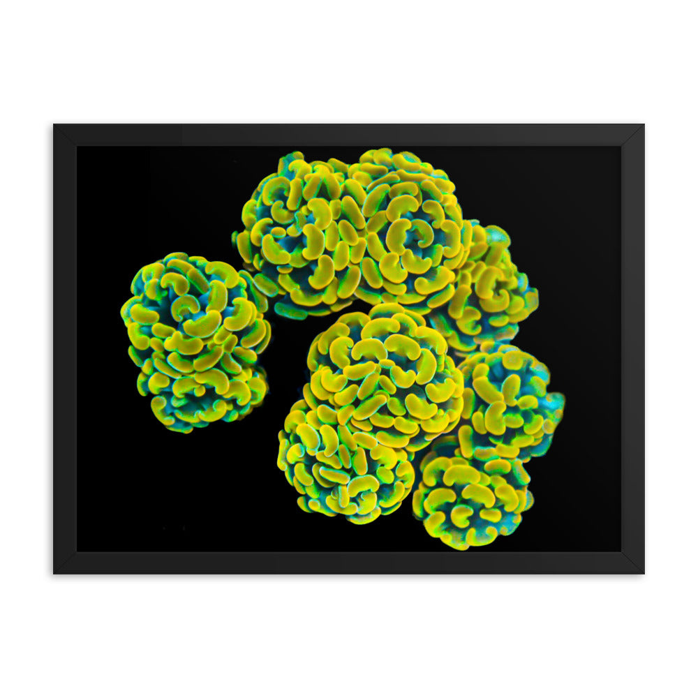 Mystic Marigolds - Framed Fine Art Print - Coral Reef Photography Art