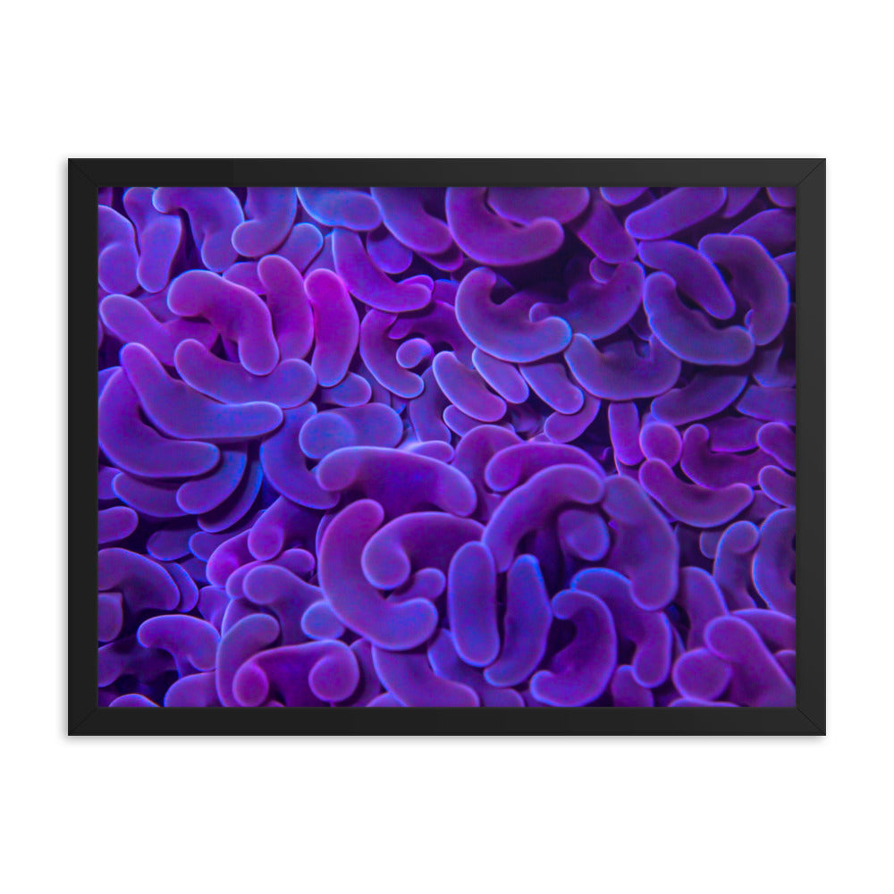 Taro Tide  - Framed Fine Art Print - Coral Reef Photography Art