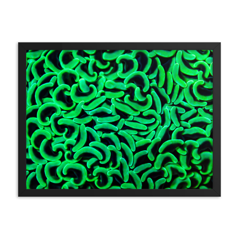 The Riddlers Rug - Framed Fine Art Print - Coral Reef Photography Art