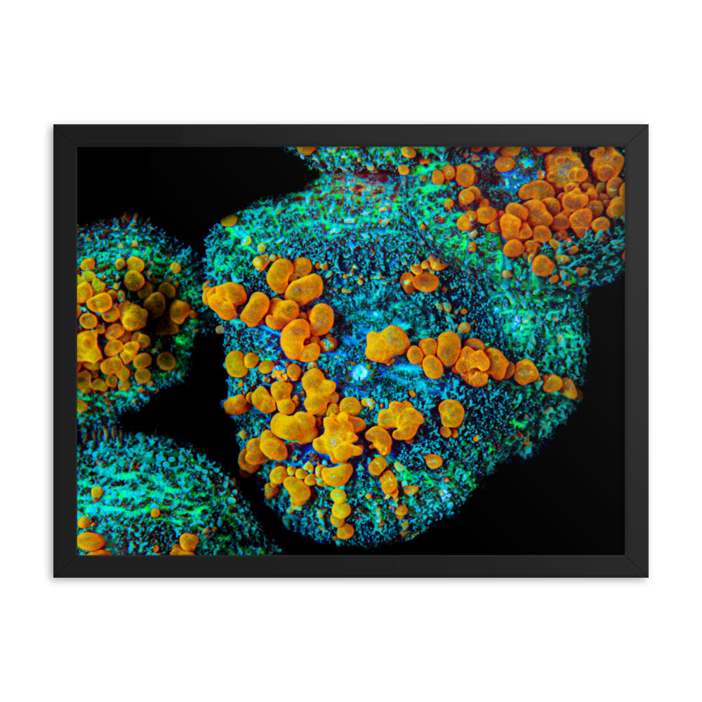 Breakout - Framed Fine Art Print - Coral Reef Photography Art