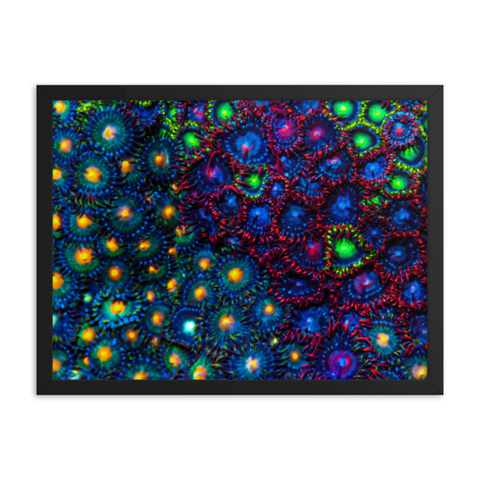 Turf War  - Framed Fine Art Print - Coral Reef Photography Art