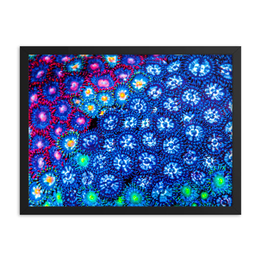 Winter Florals  - Framed Fine Art Print - Coral Reef Photography Art