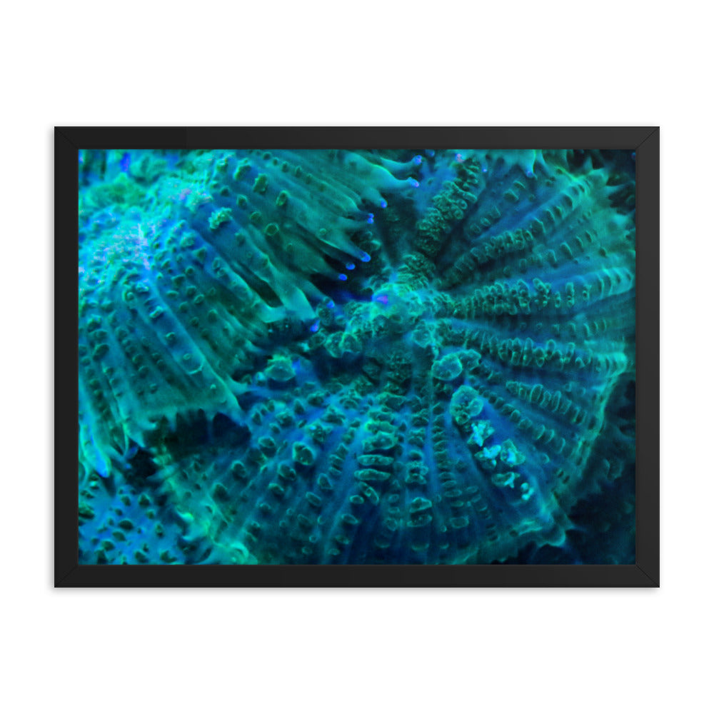 Green Testudo - Framed Fine Art Print - Coral Reef Photography Art
