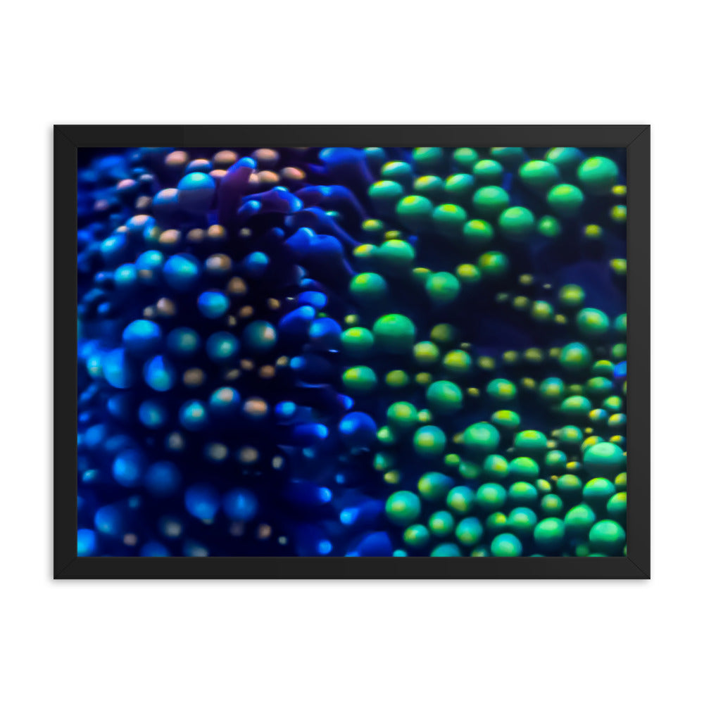 Inside The Equalizer - Framed Fine Art Print - Coral Reef Photography Art
