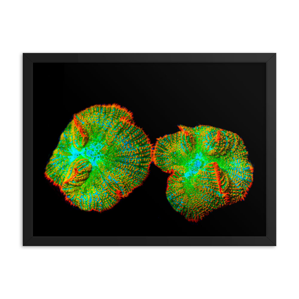 Lizard Frill - Framed Fine Art Print - Coral Reef Photography Art