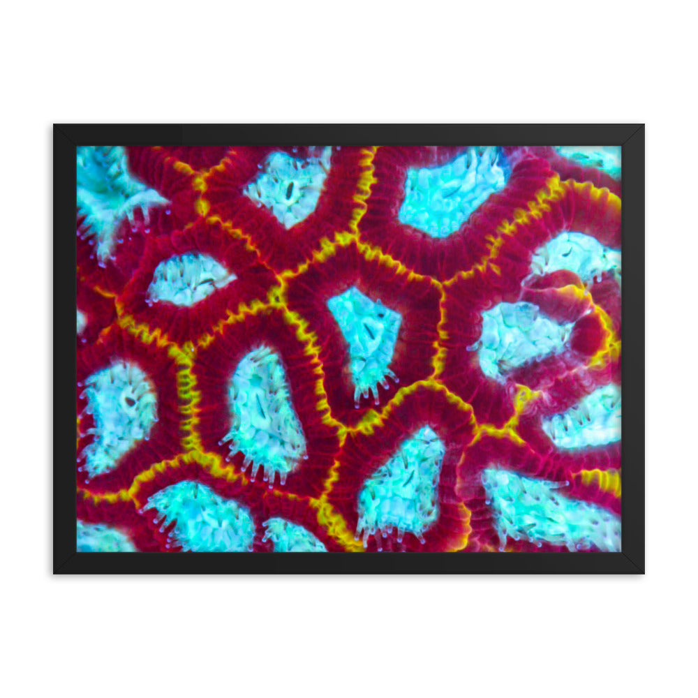 Arc Reactor - Framed Fine Art Print - Coral Reef Photography Art