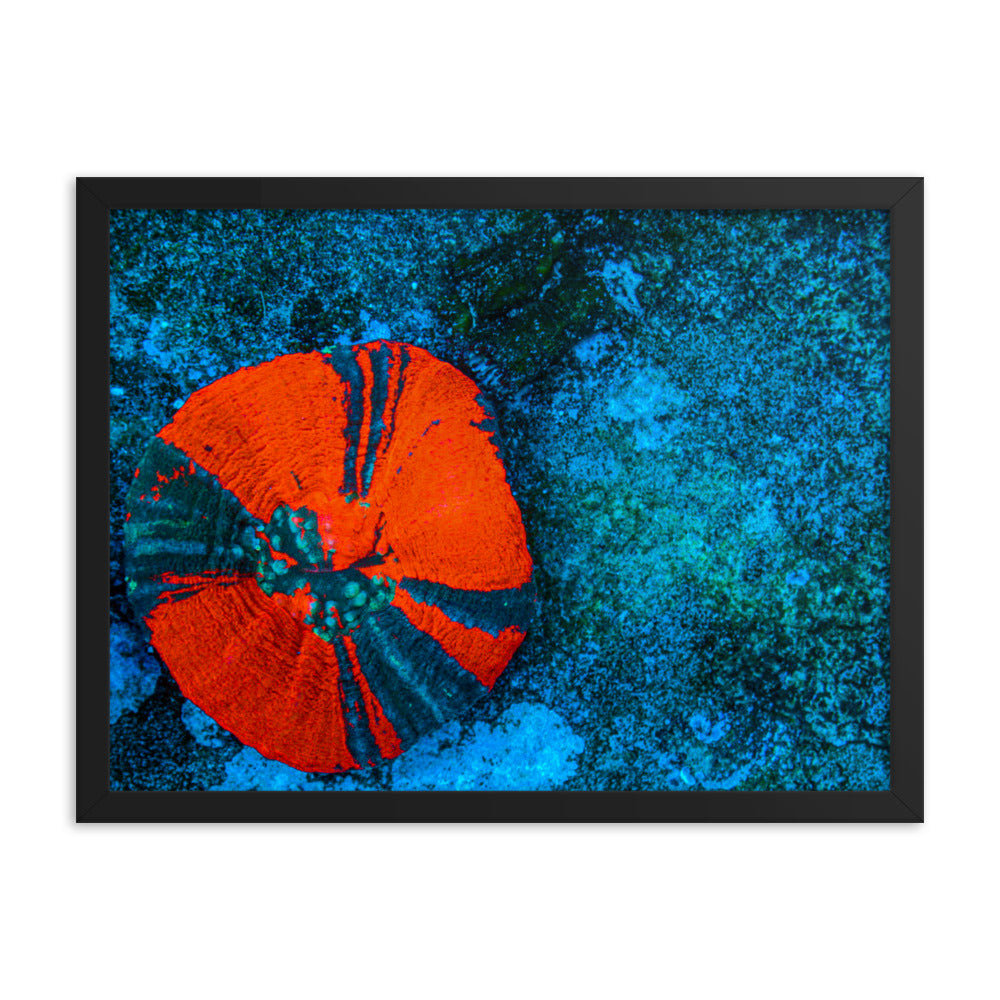 Artic Edge - Framed Fine Art Print - Coral Reef Photography Art