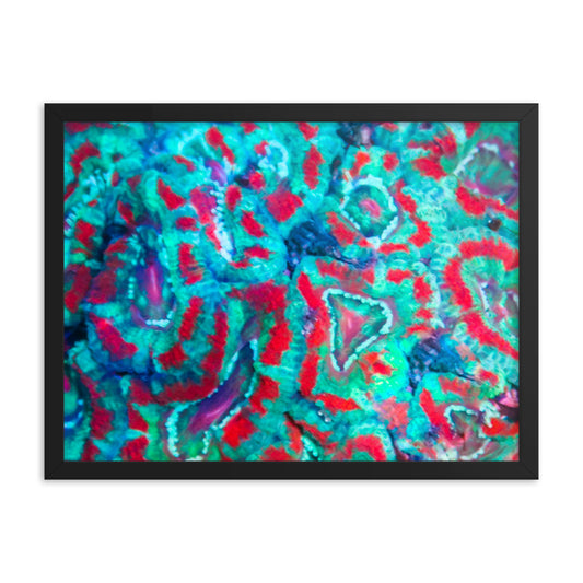 Ferr-Alligator - Framed Fine Art Print - Coral Reef Photography Art