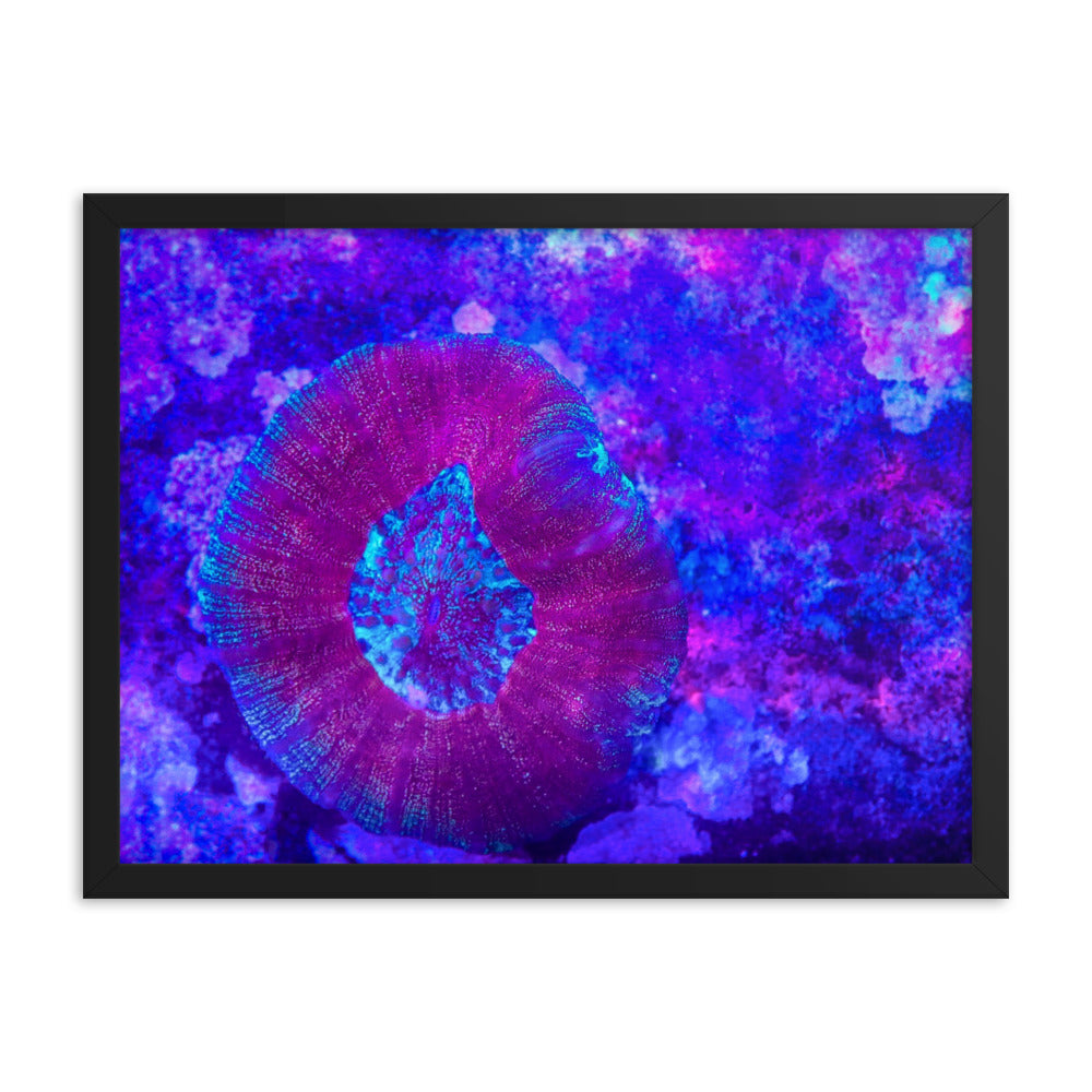 Iridescent Rain - Framed Fine Art Print - Coral Reef Photography Art
