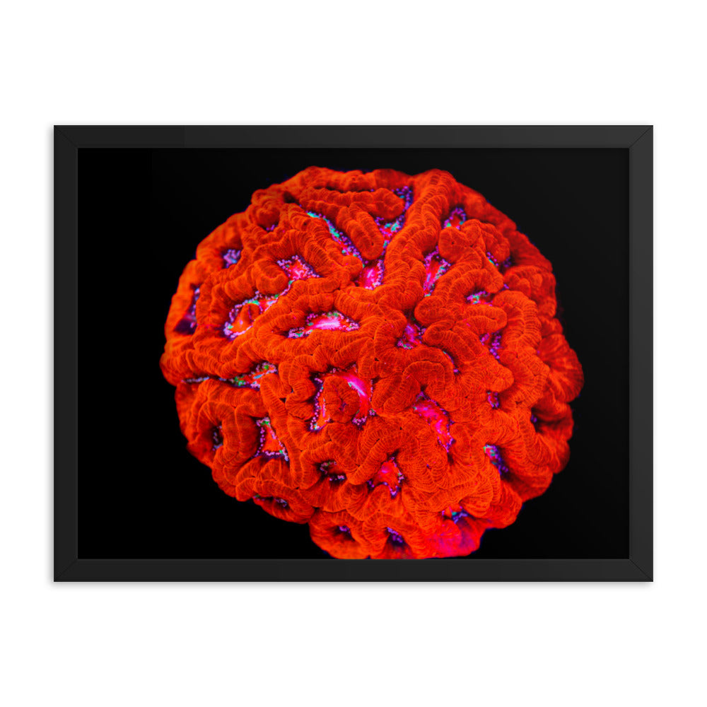 Mars' Craniology - Framed Fine Art Print - Coral Reef Photography Art