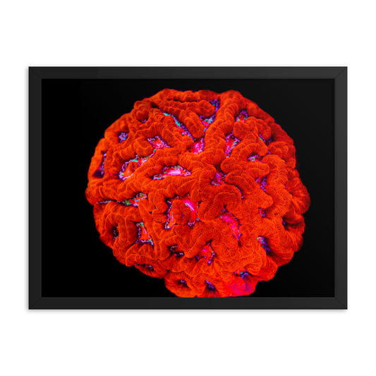 Mars' Craniology - Framed Fine Art Print - Coral Reef Photography Art