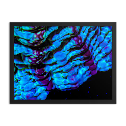 Nebulous Edge  - Framed Fine Art Print - Coral Reef Photography Art
