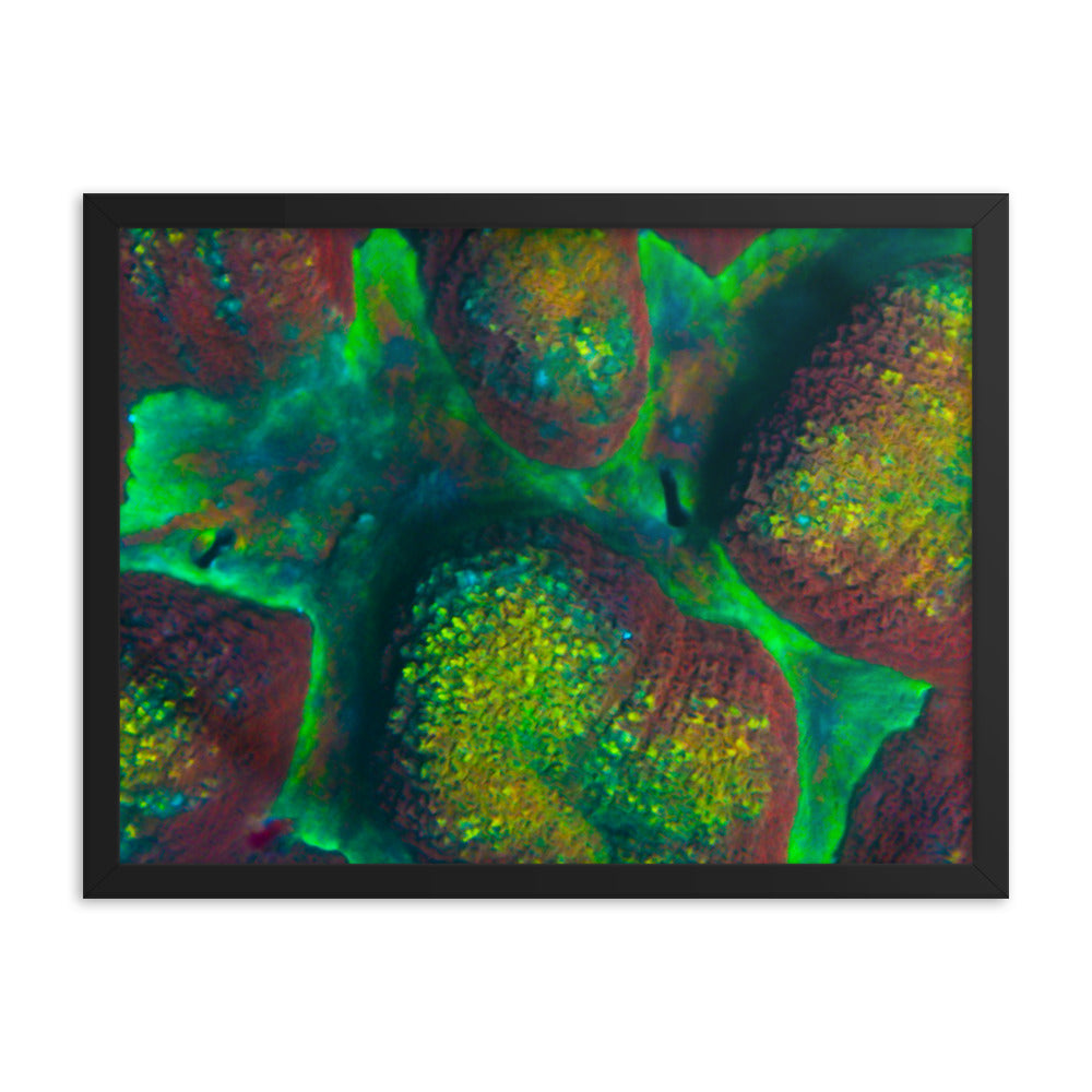Rainbow Riverside - Framed Fine Art Print - Coral Reef Photography Art