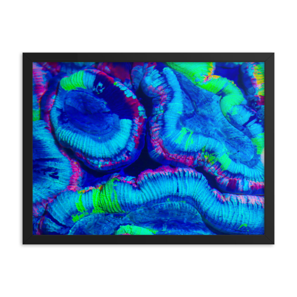 Rave Paint - Framed Fine Art Print - Coral Reef Photography Art