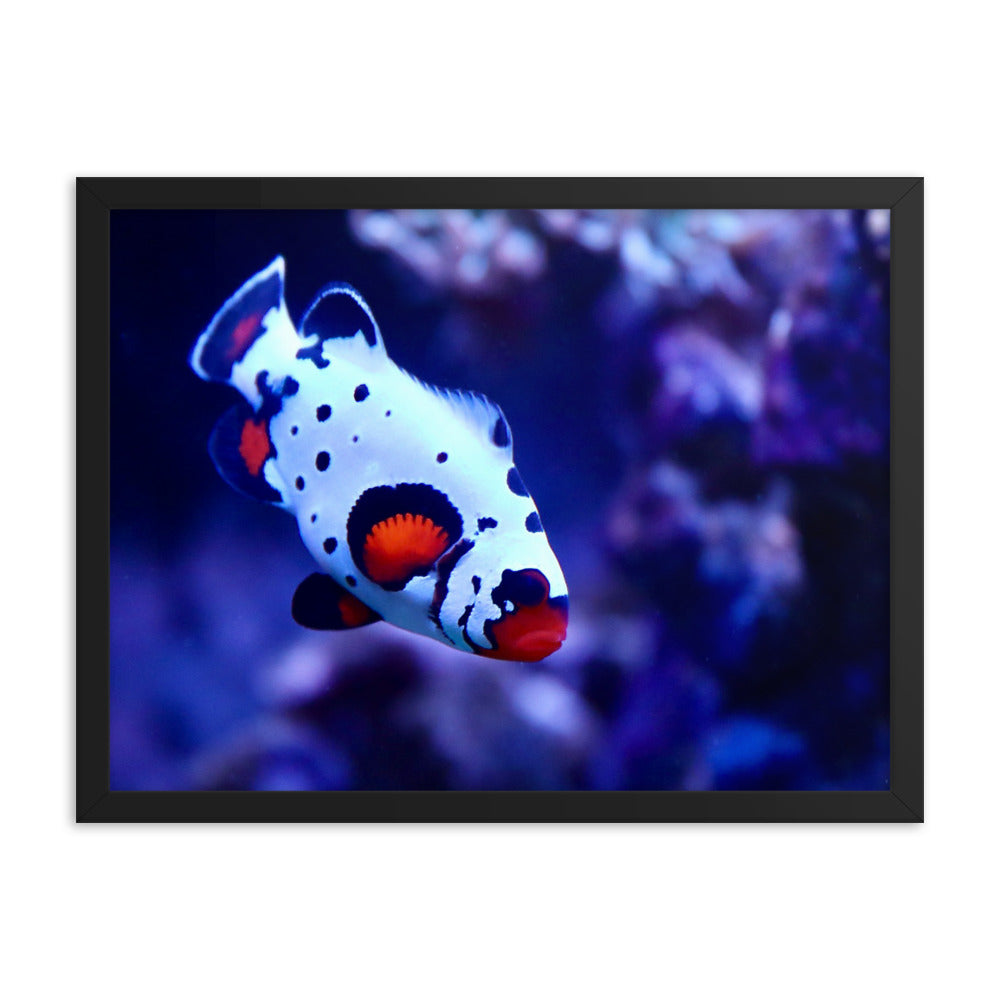 Ocellated Jester - Framed Fine Art Print - Coral Reef Photography Art