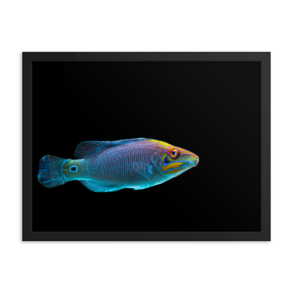 Fluores-Face - Framed Fine Art Print - Coral Reef Photography Art