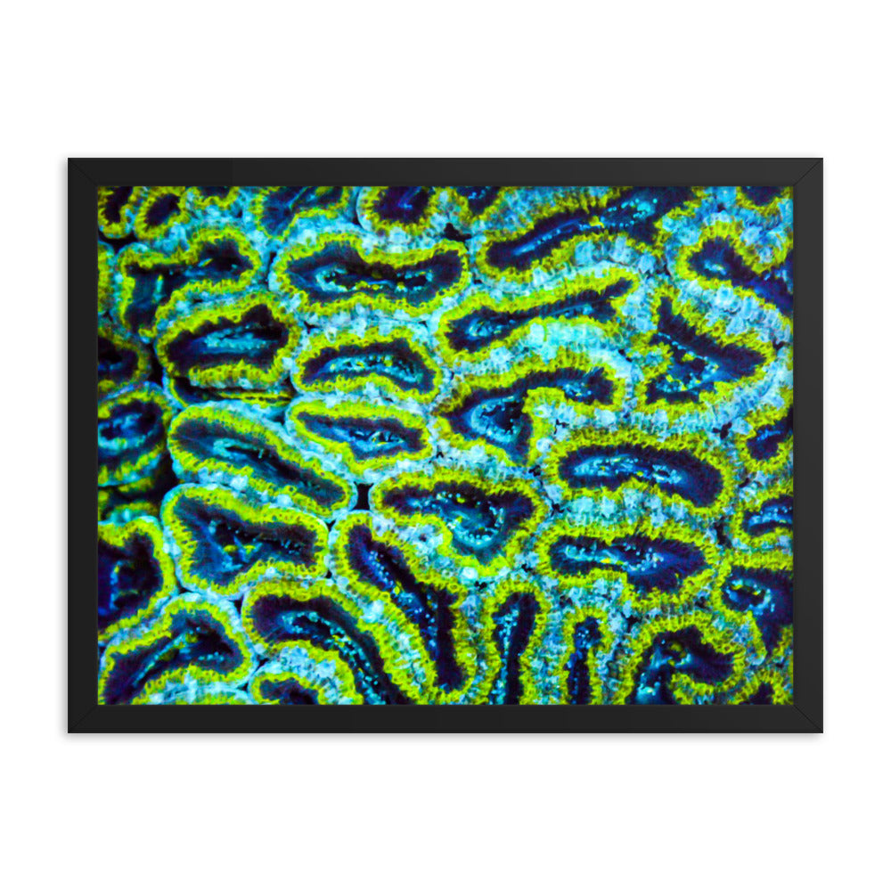Victors - Framed Fine Art Print - Coral Reef Photography Art
