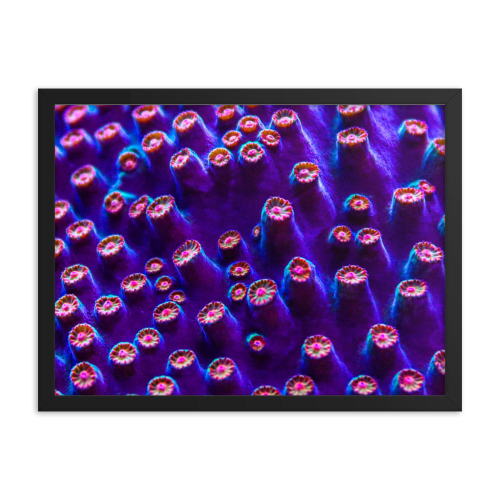 Cavern Wall  - Framed Fine Art Print - Coral Reef Photography Art