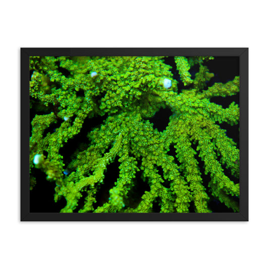 Davy Jones' Silhouette  - Framed Fine Art Print - Coral Reef Photography Art