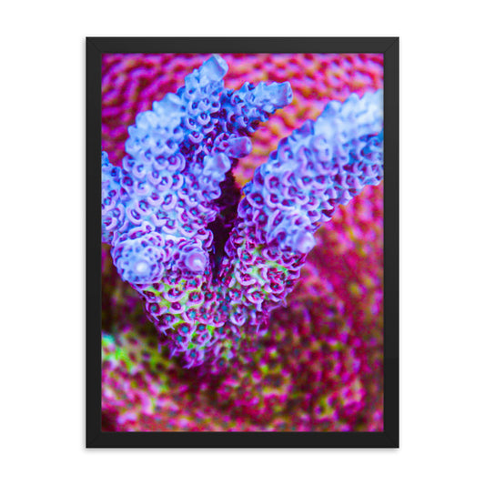 Frosted Tips - Framed Fine Art Print - Coral Reef Photography Art