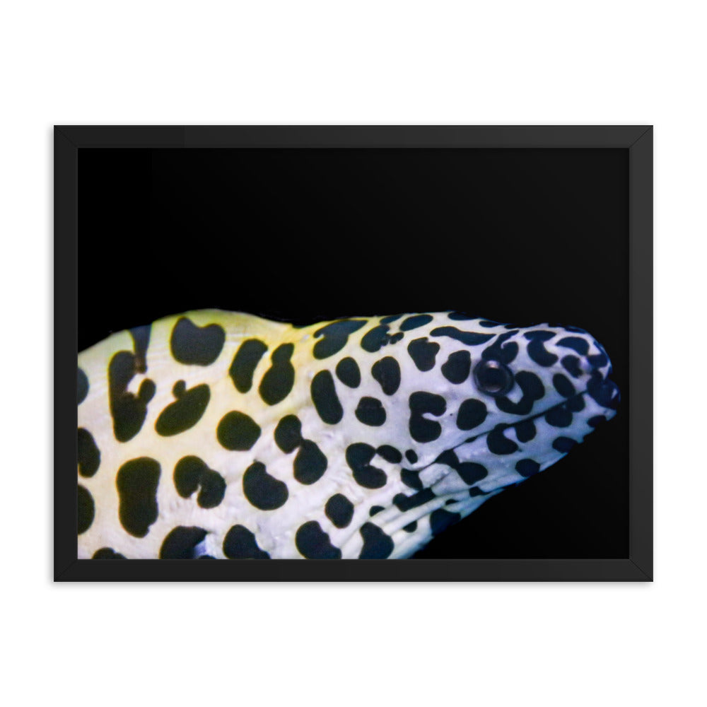 Blue In The Face - Framed Fine Art Print - Coral Reef Photography Art
