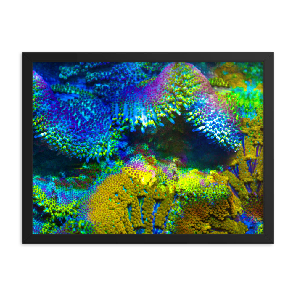 Shades Of Madness - Framed Fine Art Print - Coral Reef Photography Art