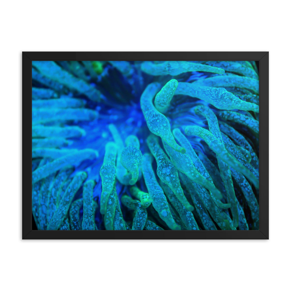 Acid Locs  - Framed Fine Art Print - Coral Reef Photography Art