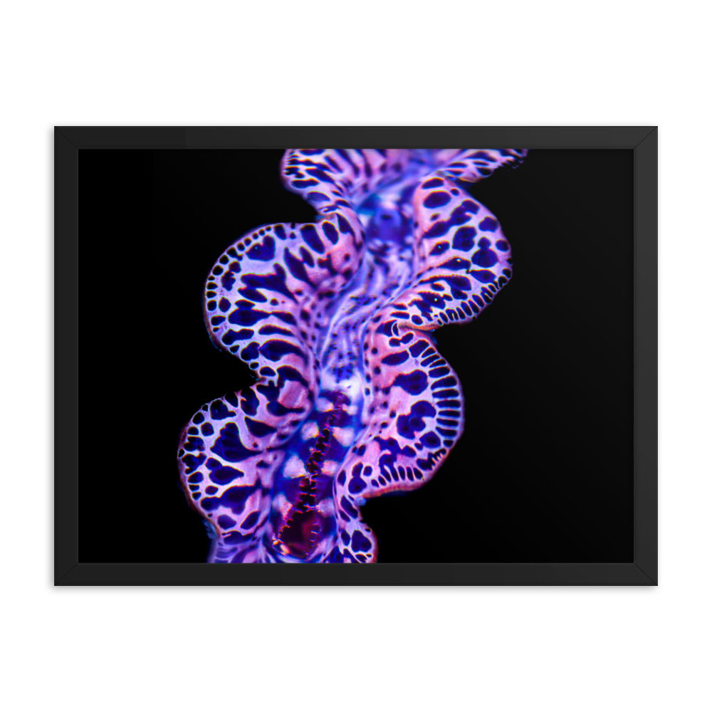 Plasma Portal - Framed Fine Art Print - Coral Reef Photography Art