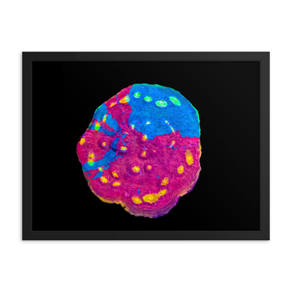 Waxberry - Framed Fine Art Print - Coral Reef Photography Art