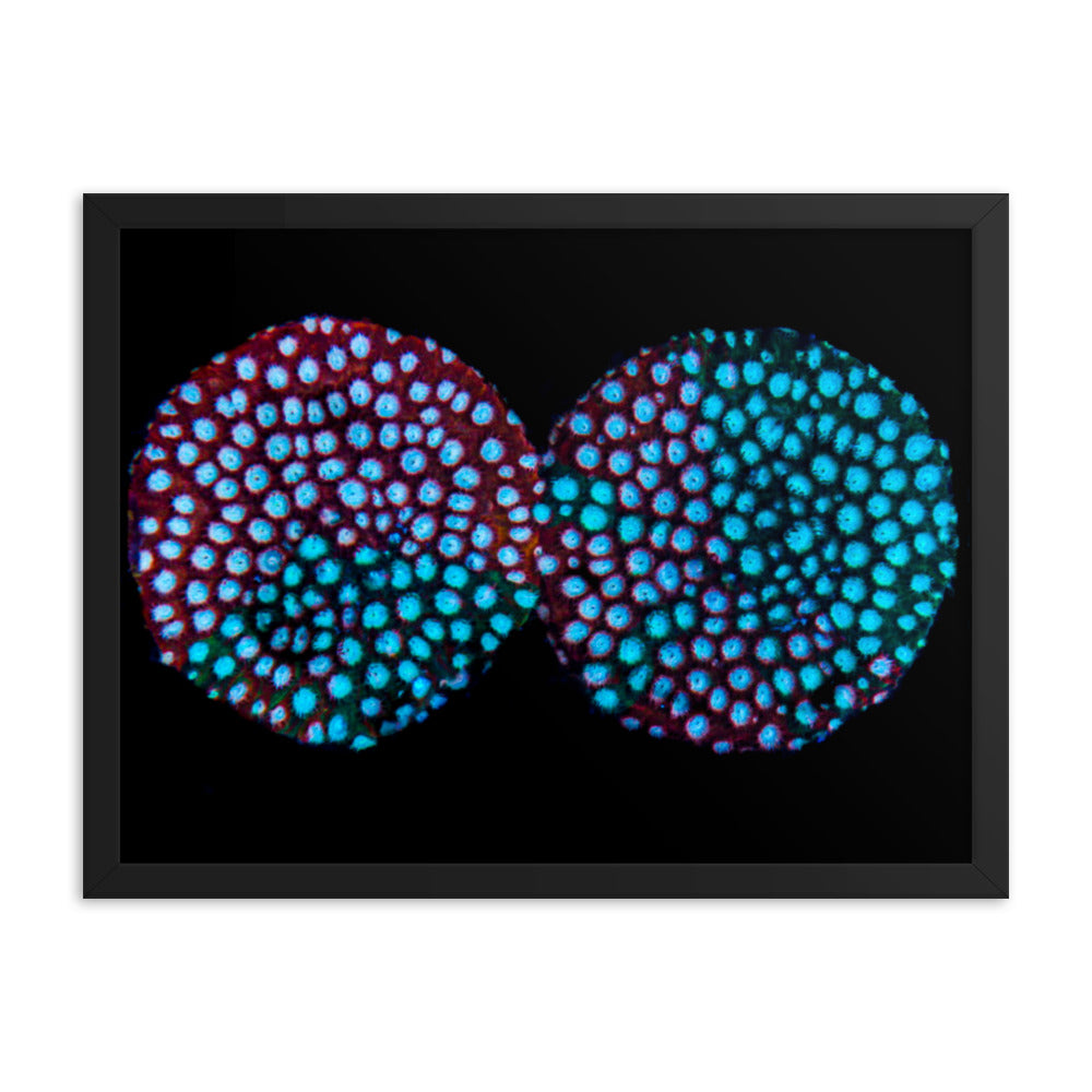 Hypnosis  - Framed Fine Art Print - Coral Reef Photography Art
