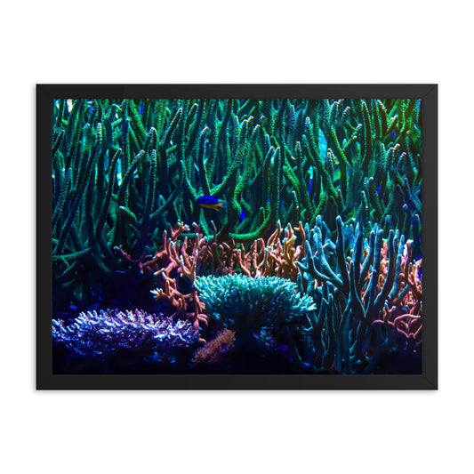 Limestone Forest - Framed Fine Art Print - Coral Reef Photography Art