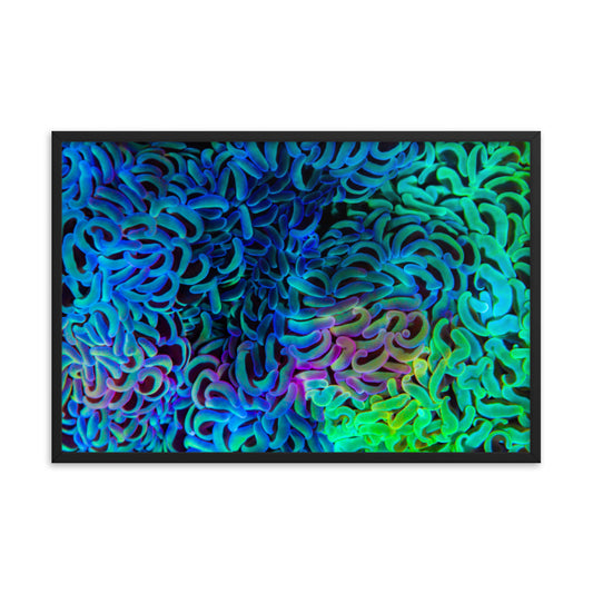 Aurora - Framed Fine Art Print - Coral Reef Photography Art