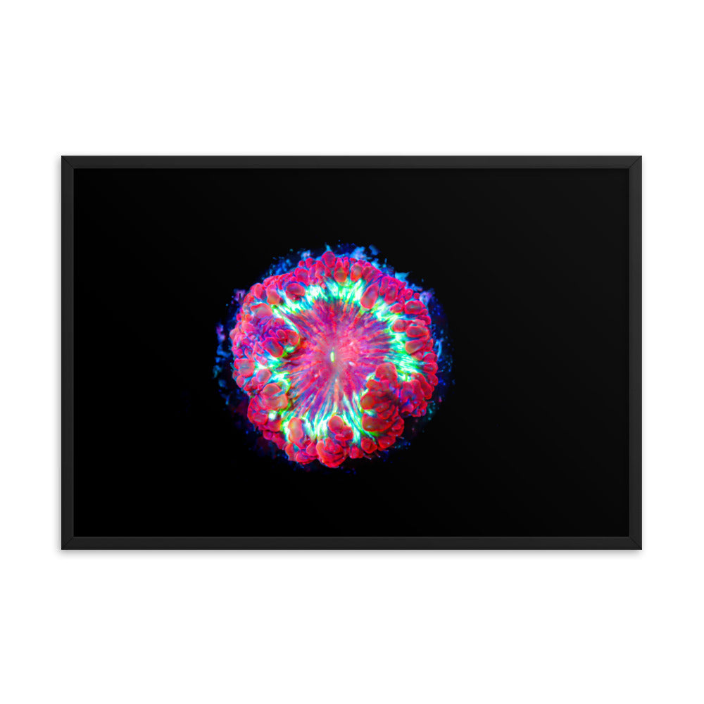 Blastonova - Framed Fine Art Print - Coral Reef Photography Art