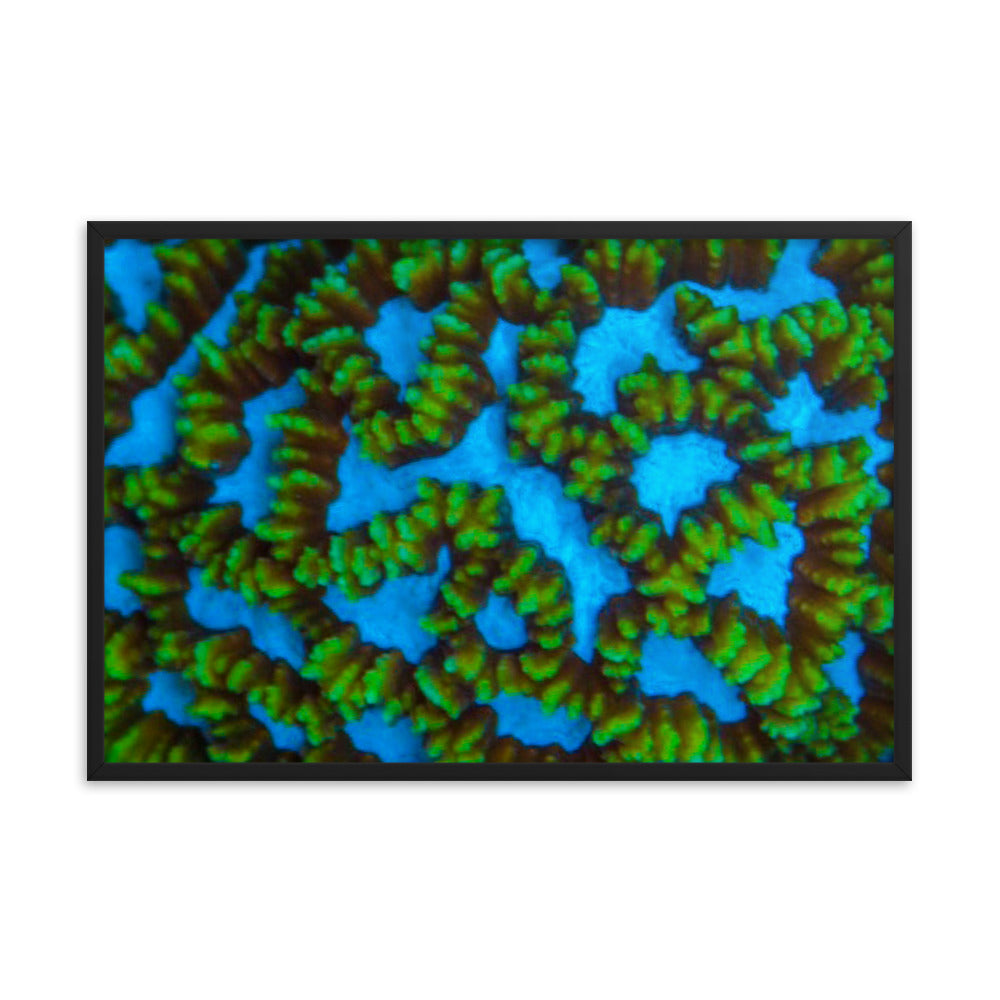 Blue Domino - Framed Fine Art Print - Coral Reef Photography Art