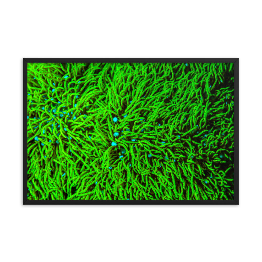 Greener Pastures  - Framed Fine Art Print - Coral Reef Photography Art
