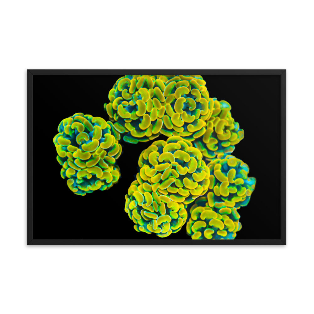 Mystic Marigolds - Framed Fine Art Print - Coral Reef Photography Art