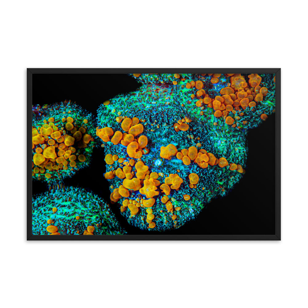 Breakout - Framed Fine Art Print - Coral Reef Photography Art